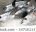 tuna 14716113