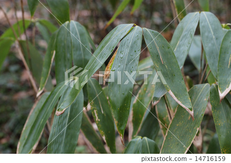 Sasa leaves and rain drops 14716159