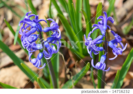 Hyacinth <Spring season word> 14716232