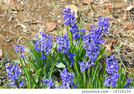 Hyacinth <Spring season word> 14716234