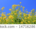 春天油菜花 春天油菜花 14716286