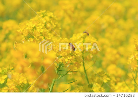 Spring rape blossoms Spring rape blossoms 14716288