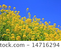 春天油菜花 春天油菜花 14716294