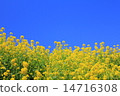 春天油菜花 春天油菜花 14716308