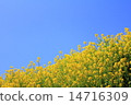 春天油菜花 春天油菜花 14716309