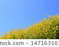 春天油菜花 春天油菜花 14716310