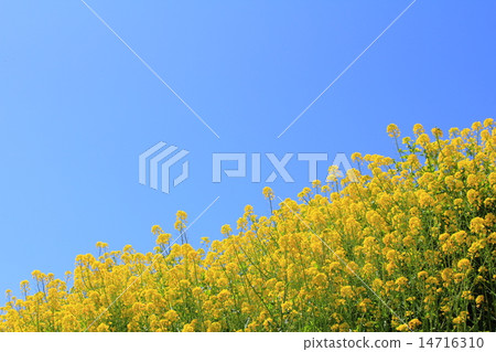 Spring rape blossoms Spring rape blossoms 14716310