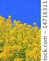 春天油菜花 春天油菜花 14716311