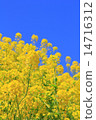 春天油菜花 春天油菜花 14716312