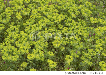 Euphorbiaceous Euphorbiaceous 14716331