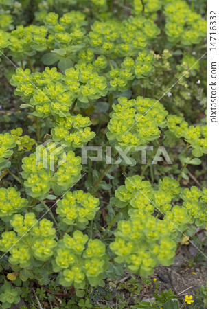 Euphorbiaceous Euphorbiaceous 14716332