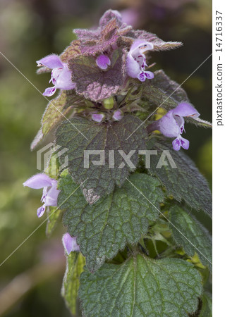 Himeodoricosoum 14716337