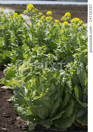 白色油菜花 14716387