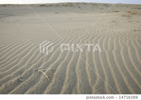 中島沙丘風模式/靜岡縣濱松市 14716389