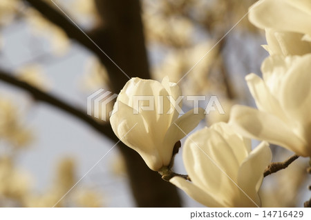Magnolia 14716429