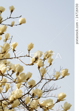 Magnolia 14716430