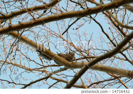 Singaporeans 14716432