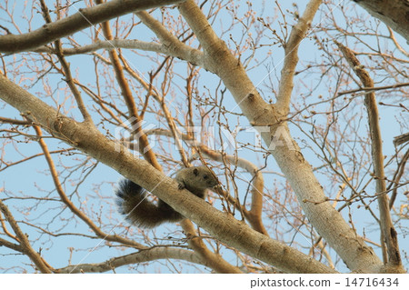 Singaporeans 14716434