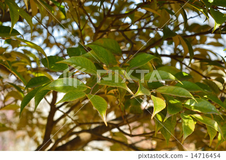 图库照片 山毛榉科(植物种类 树 树木