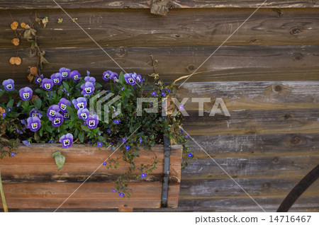 Gardening (flower · viola) 14716467