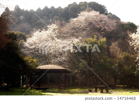 Sakura and Magnolia 14716468