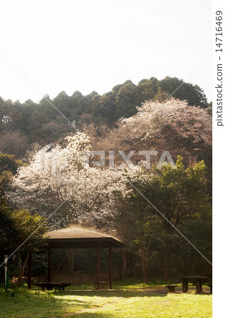 櫻花和玉蘭 櫻花和玉蘭 14716469