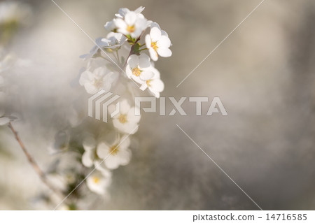 繡線 14716585