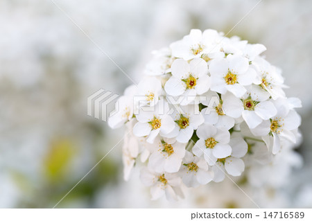 Yukiyanagi Yukiyanagi 14716589