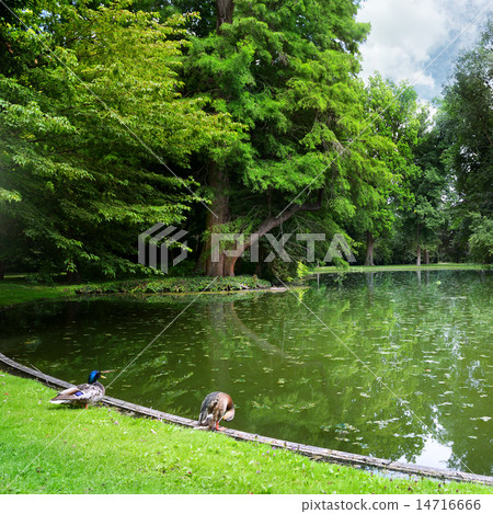small lake in the woods 14716666