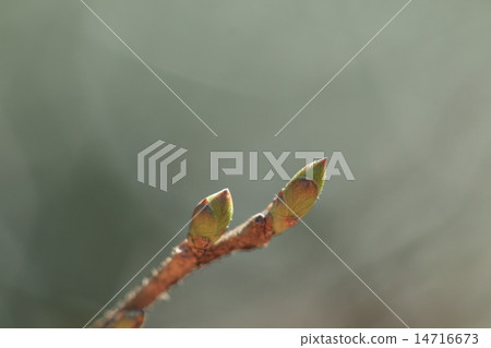 Natural plant Sawafutagi, it is the winter bud of late March Natural plant Sawafutagi, it is the winter bud of late March 14716673