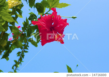 Hibiscus 14716800