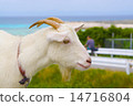 山羊 14716804