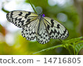 蝴蝶 14716805