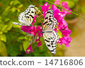 蝴蝶 14716806