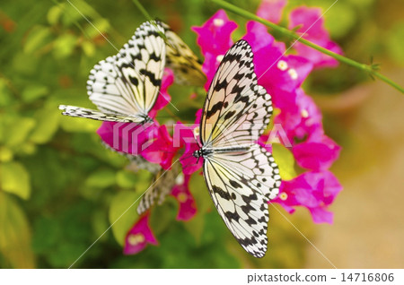蝴蝶 蝴蝶 14716806