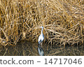 灰鷺 14717046