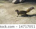 松鼠 14717051