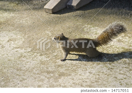 松鼠 松鼠 14717051