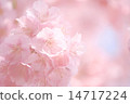櫻花櫻桃樹 14717224