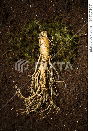 Ginseng 14717307