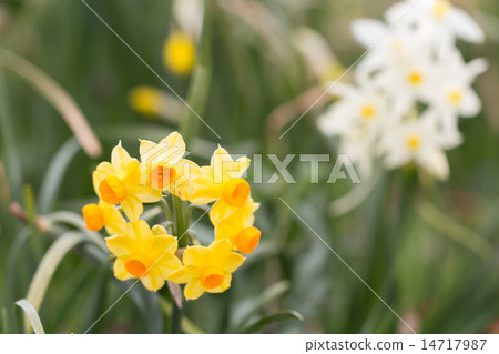 Ring of Kibsususen Ring of Kibsususen 14717987