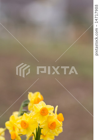 Kibusasuisen Kibusasuisen 14717988