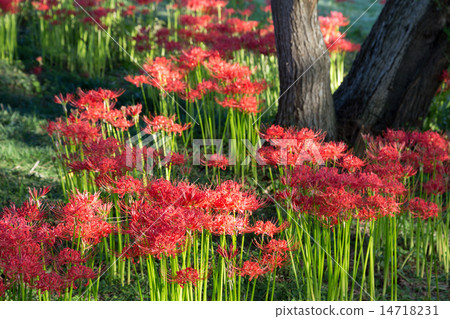 Keihin Gardens的群集孤挺花 14718231