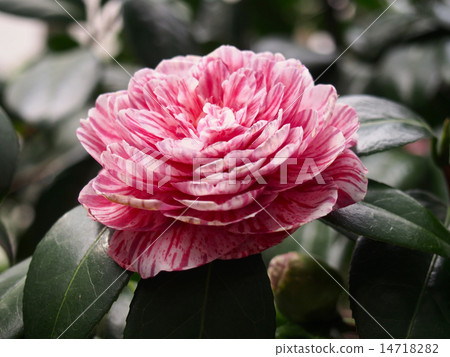 山茶花與粉紅色的紅色 山茶花與粉紅色的紅色 14718282