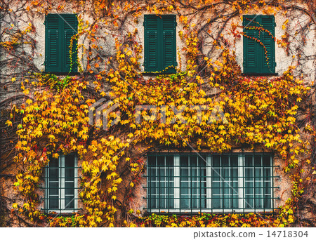 Old building with yellowed ivy and green windows Old building with yellowed ivy and green windows 14718304