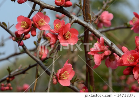 Blurred flowers 14718373
