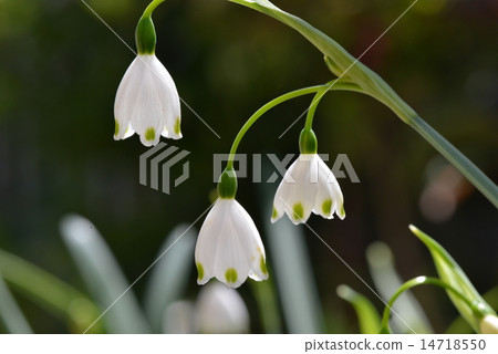 Suzuran Narcissus 14718550