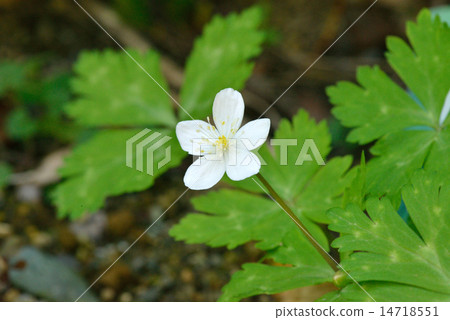 Two wheel Flower Flower 14718551