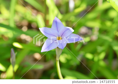 紫色花尼拉 14718555