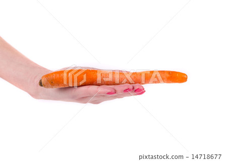 hand holds fresh carrot hand holds fresh carrot 14718677